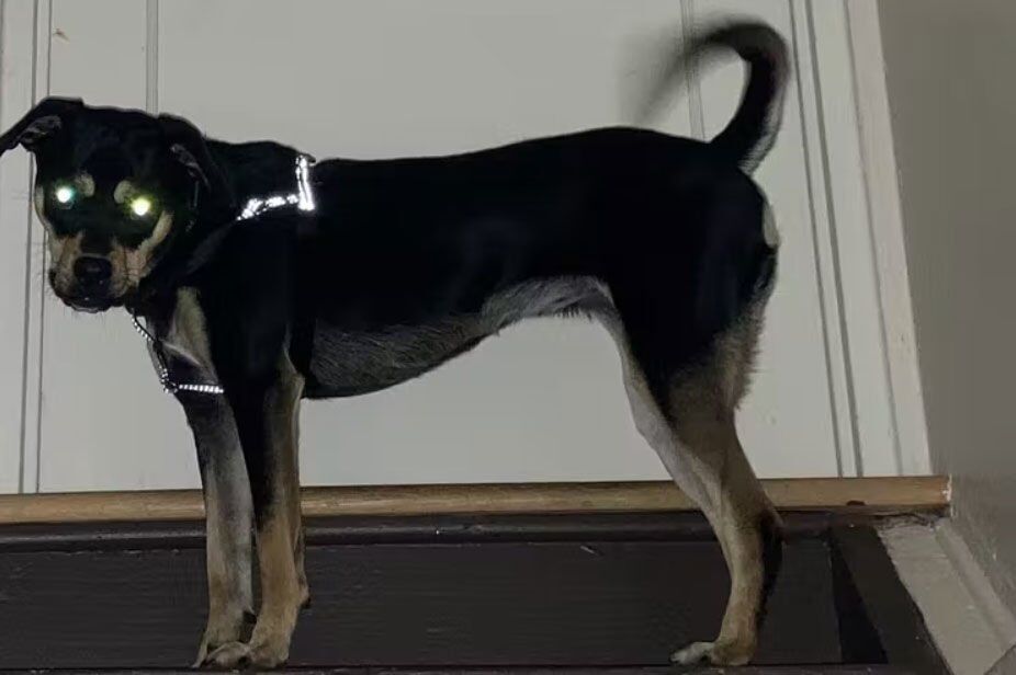 Dog